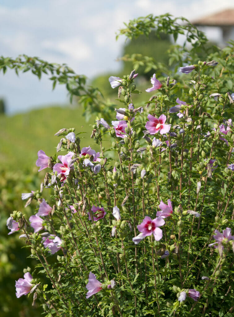 fleurs dans les vignes