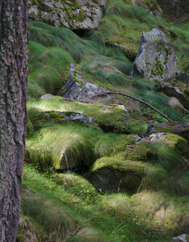 mousse en forêt