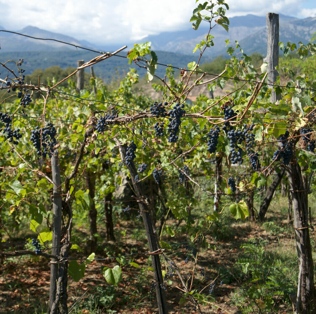 vignes pavone