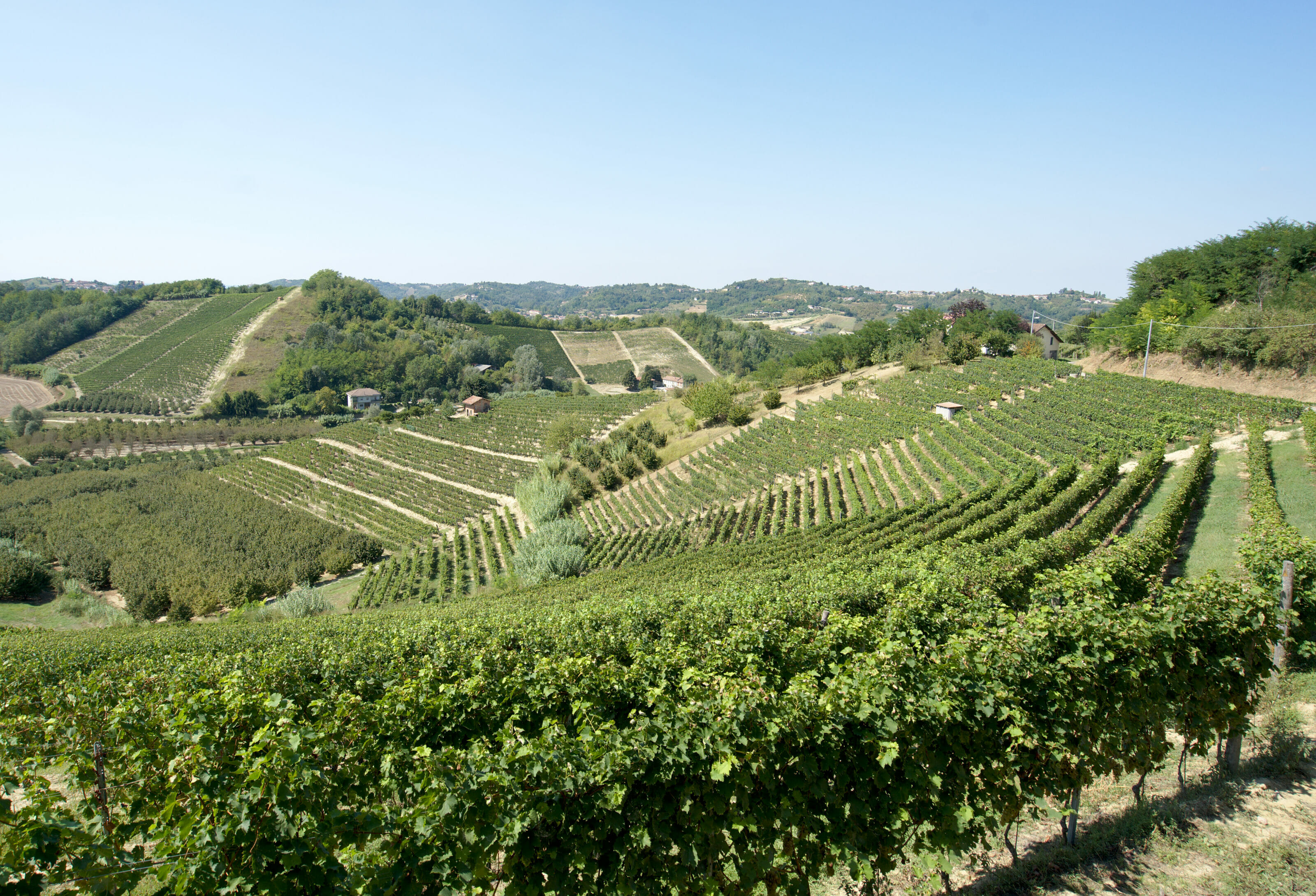 vineyards in Piedmont