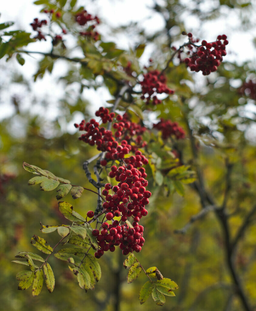 baies en automne