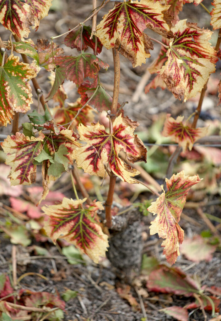 feuilles de vigne