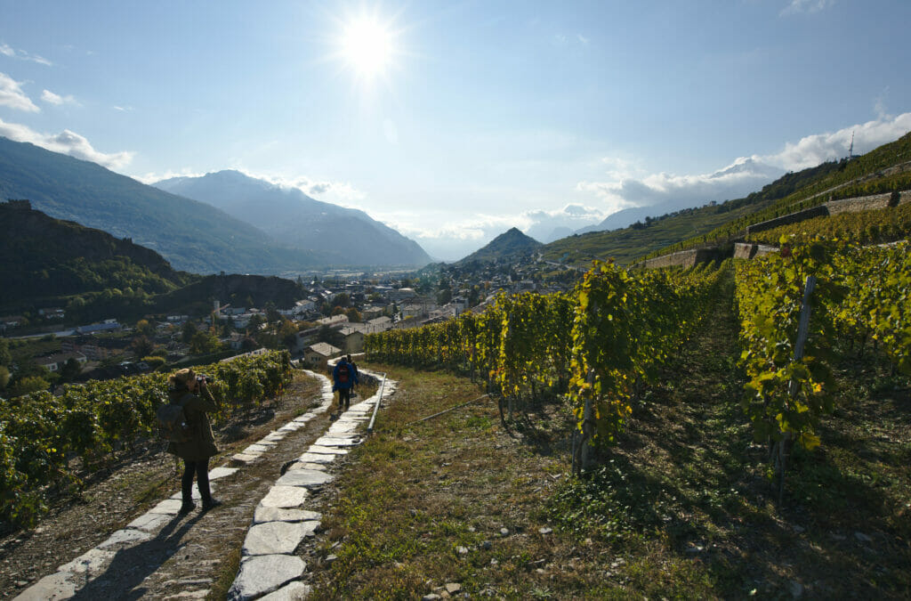 randonnée dans les vignes