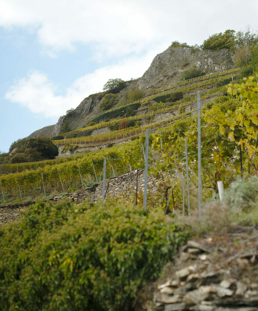 vignes en terrasse valais