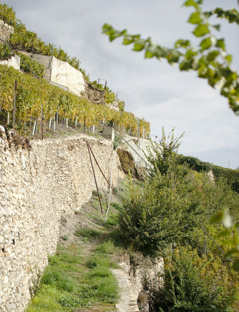 vignes en terrasse