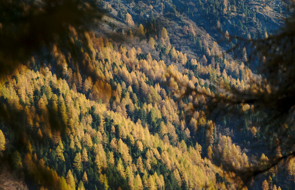 mélèzes à l'automne val d'hérens