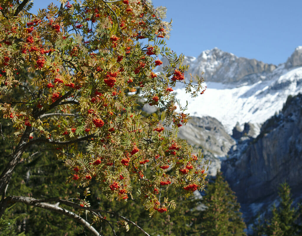 l'automne en Valais à Derborence