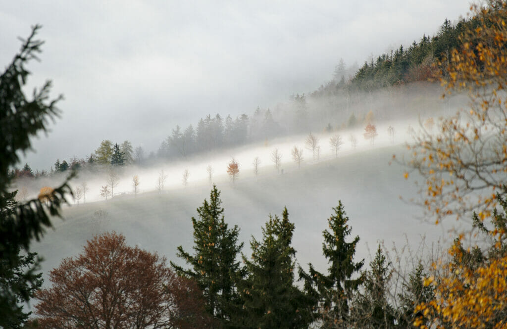 automne et brume