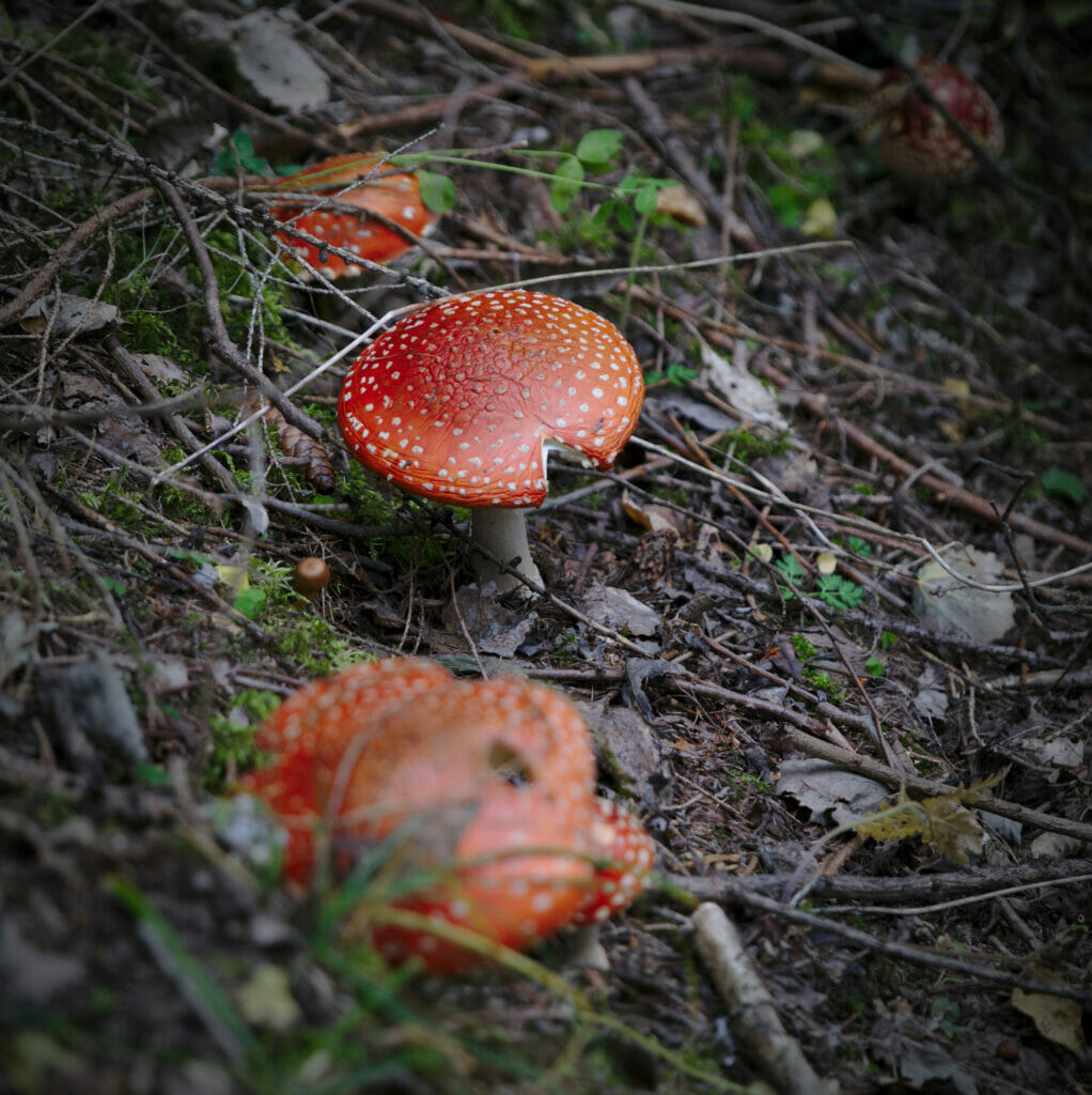 champignons val hérens