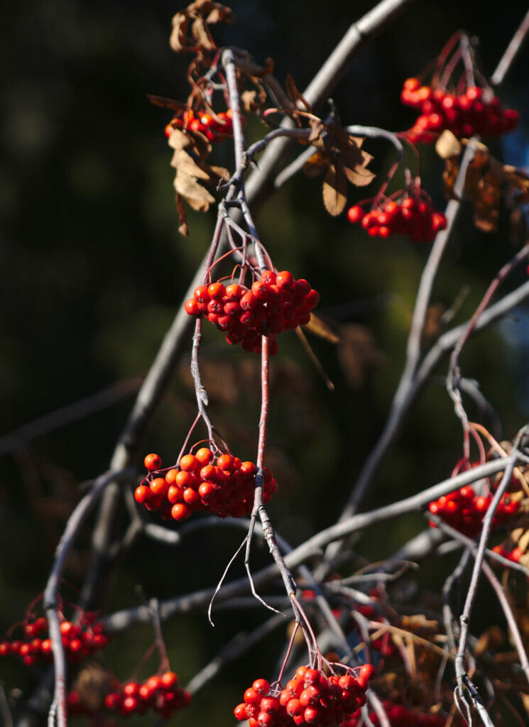 baies en automne