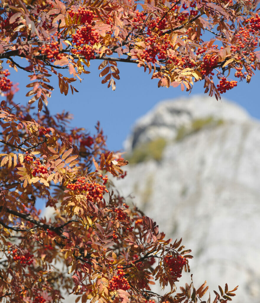 l'automne à Derborence