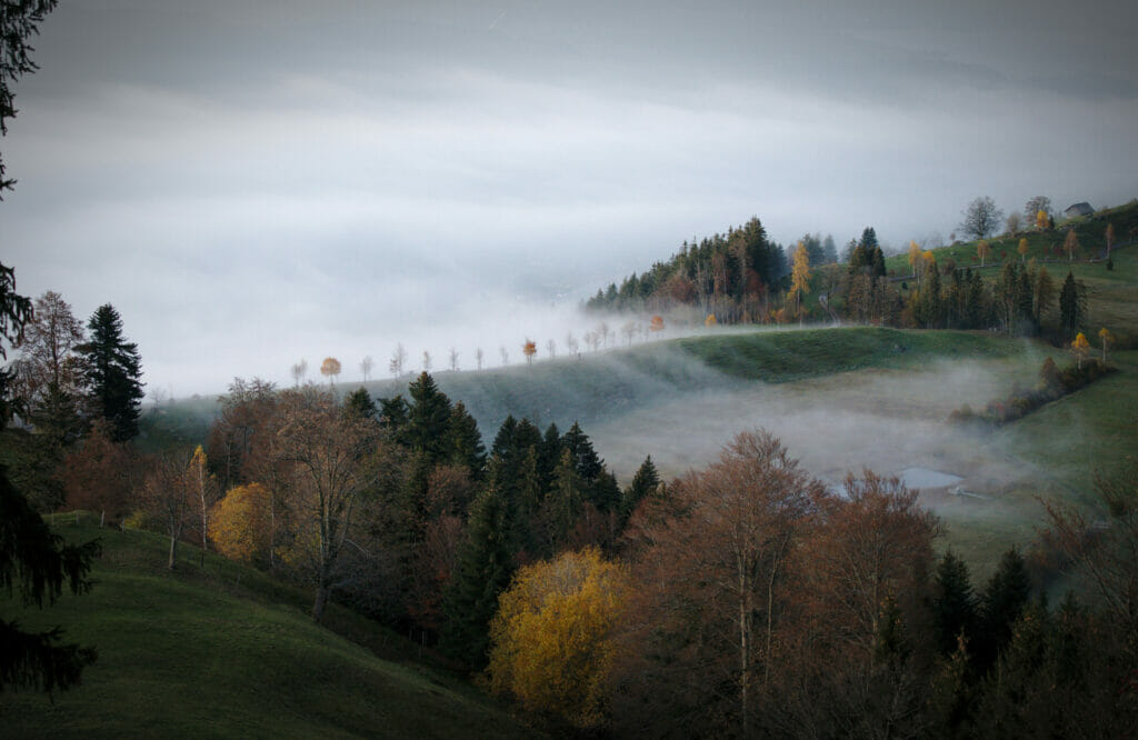 arbres dans la brume