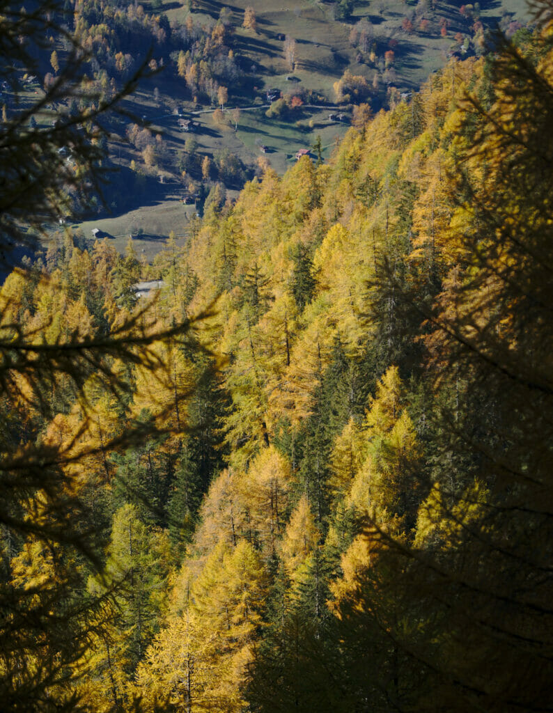 forêt nendaz