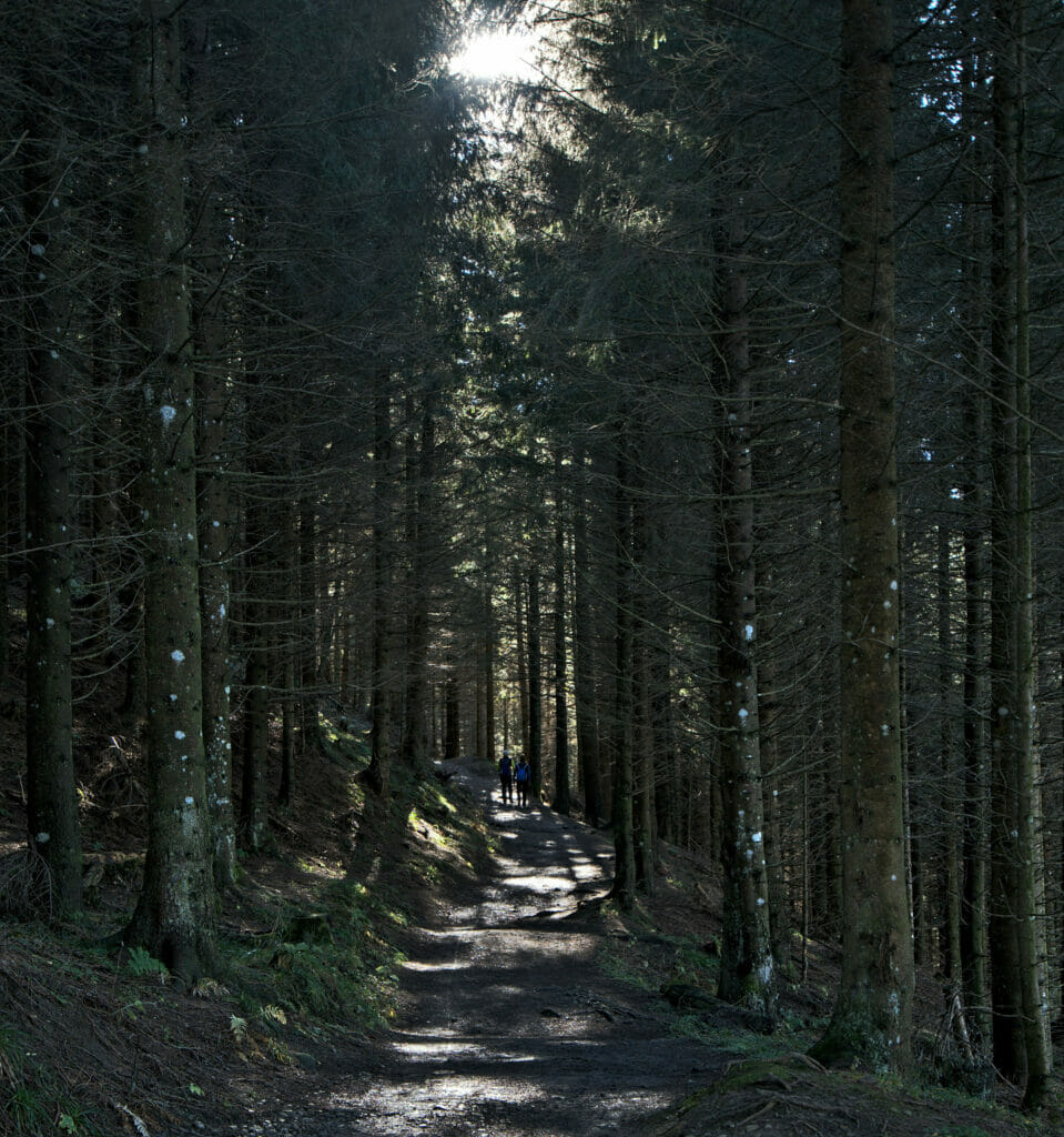 chemin de forêt