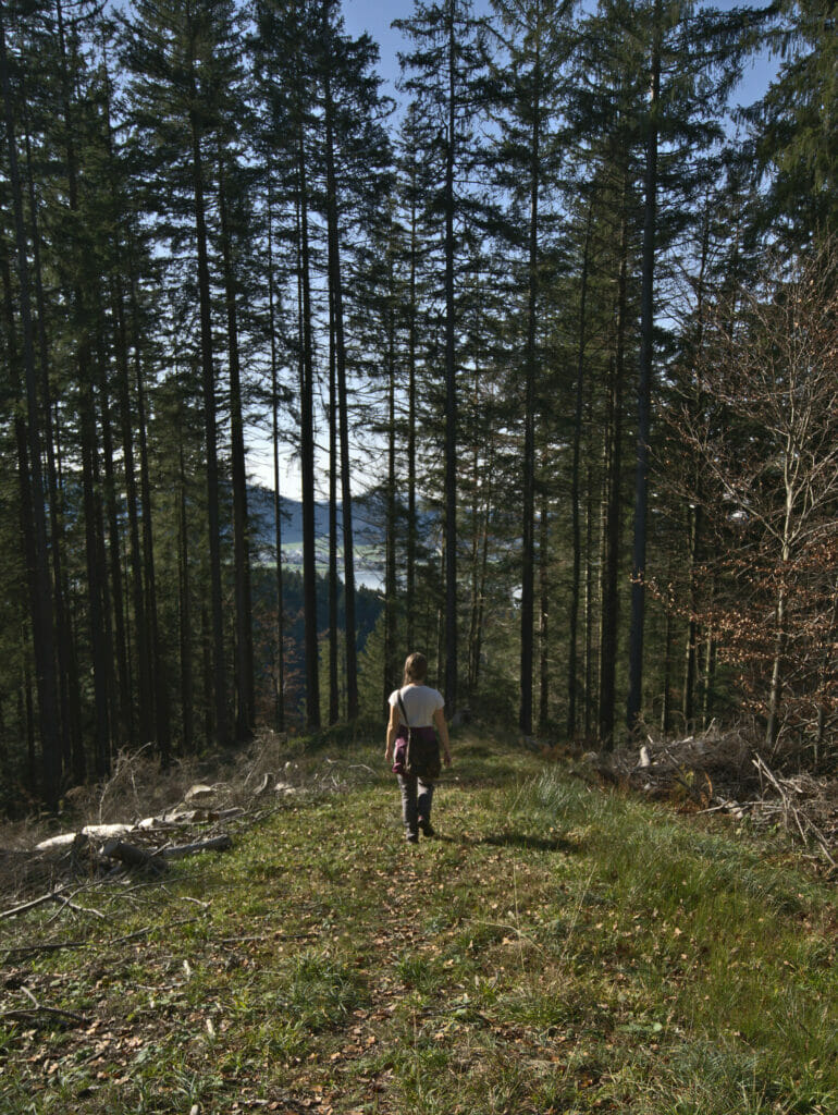 sentier en forêt