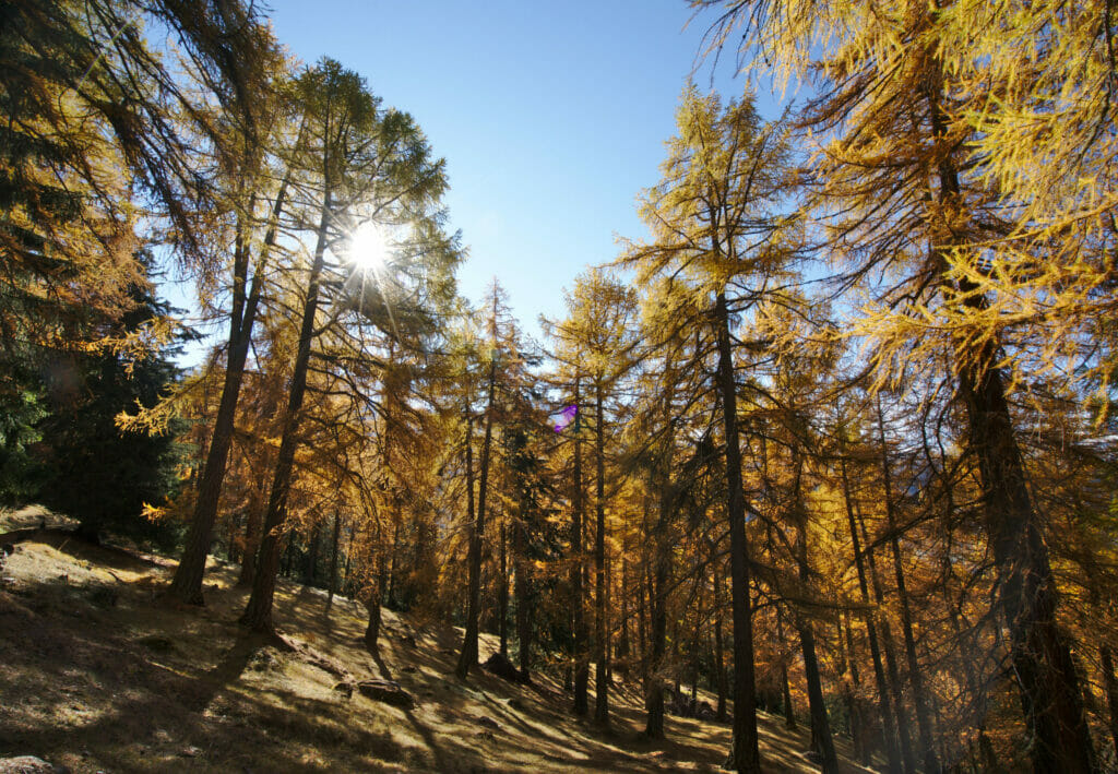 mélèzes en automne