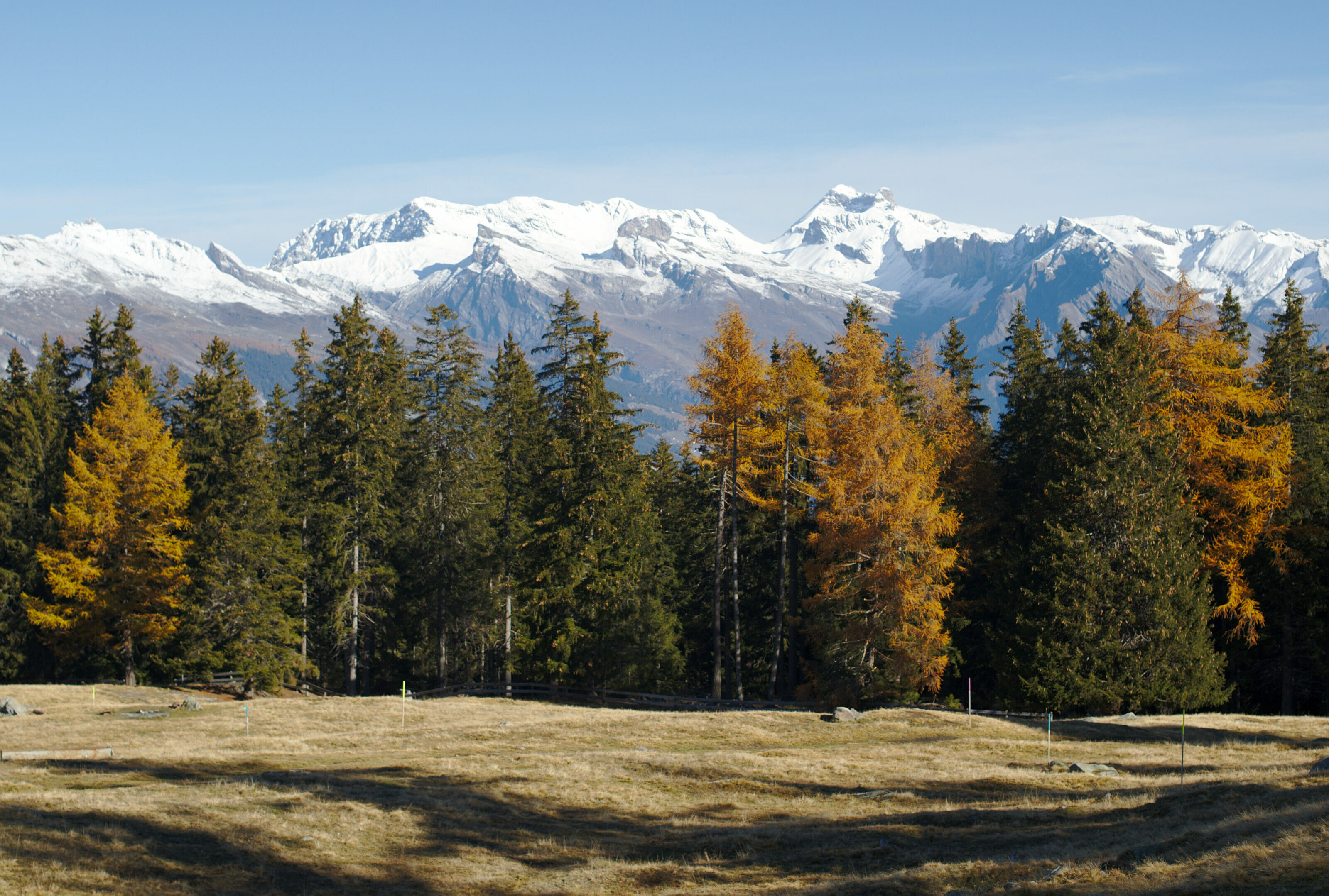 les mélèzes de Balavaux