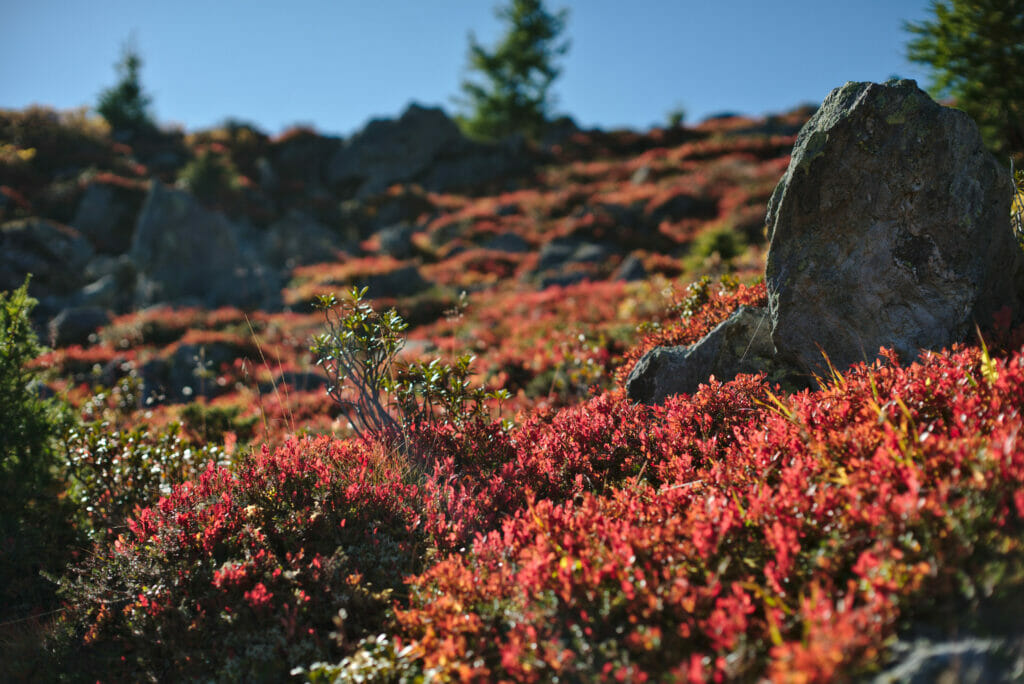 myrtilles à l'automne