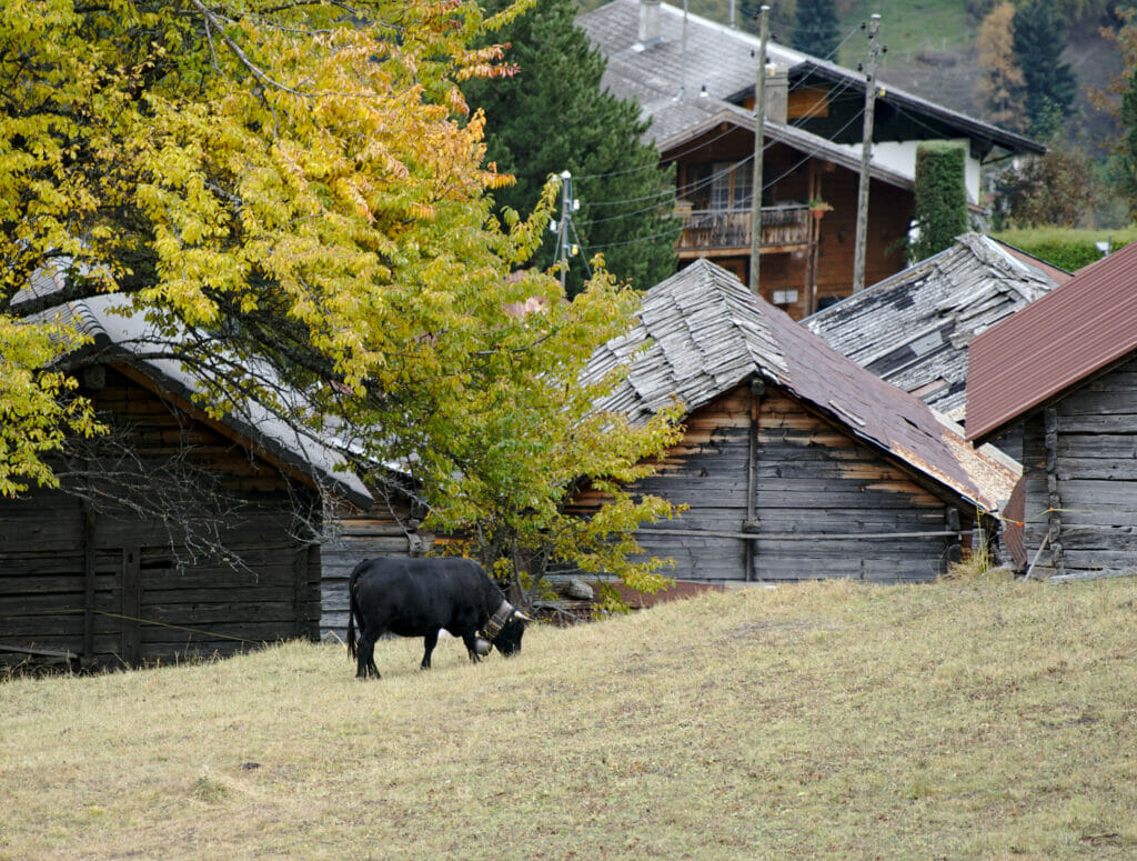 les vaches d'Hérens