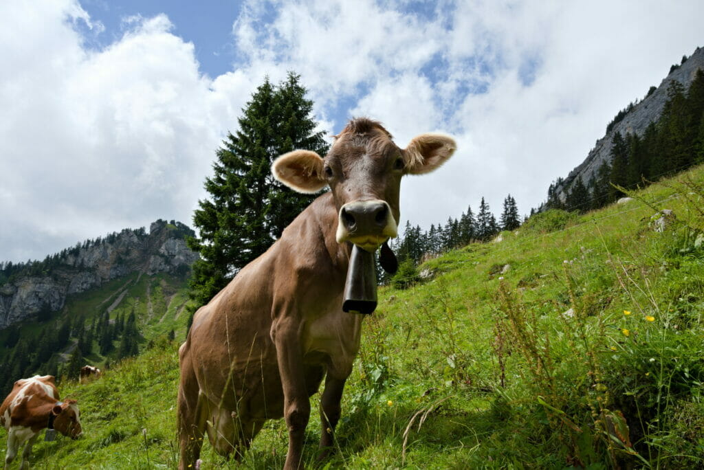 vache en montant au Pilatus