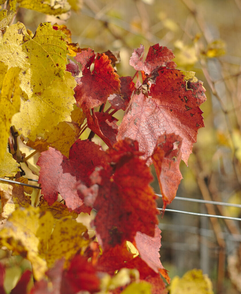 automne dans les vignes