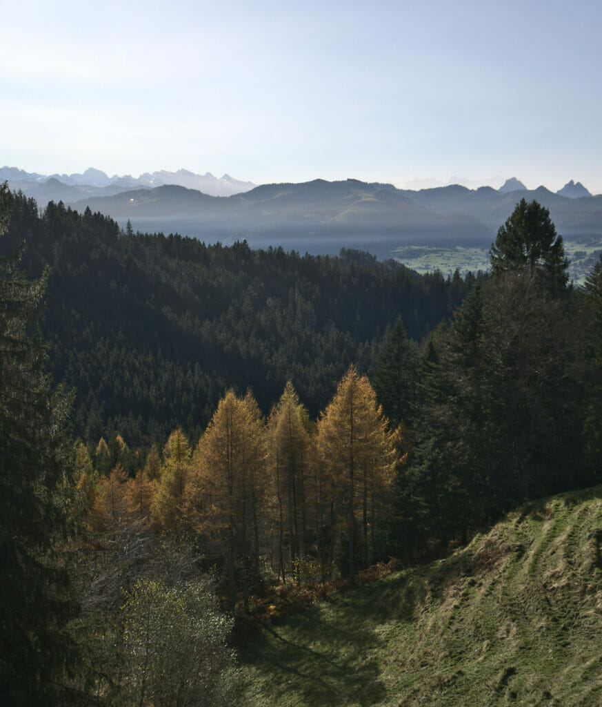 vue forêt einsiedeln