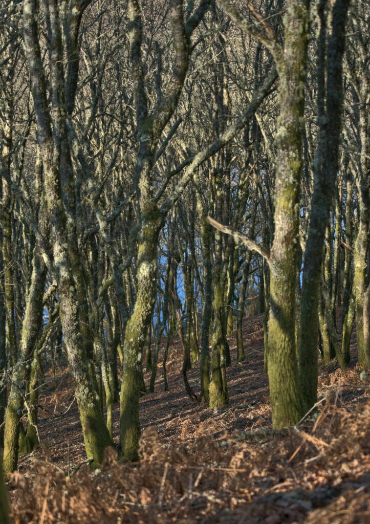 forêt autour du coliving