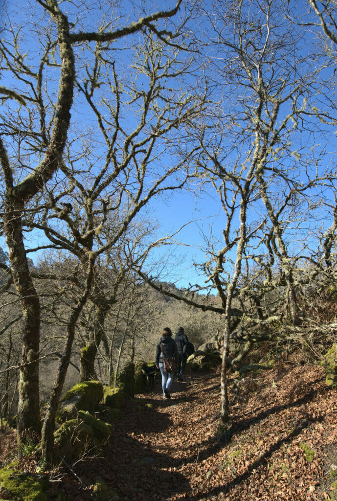 forêt en Galice