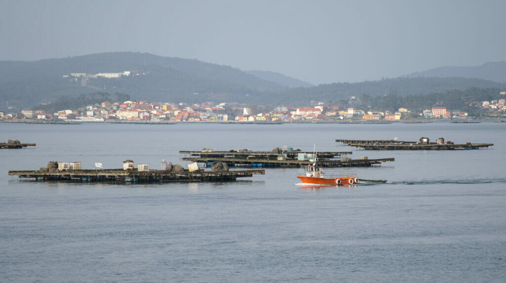 batea galicia