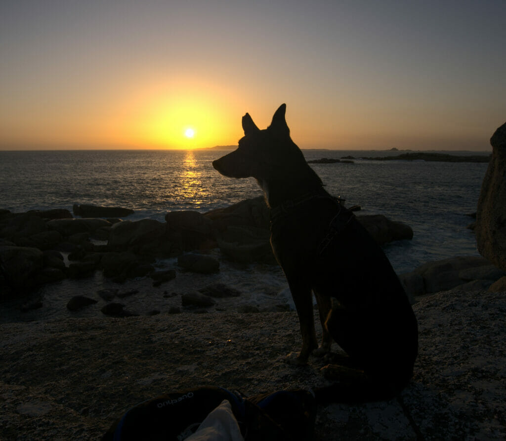 chien coucher de soleil