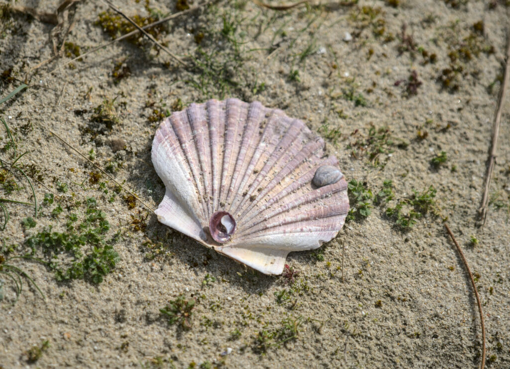 coquille saint-jacques