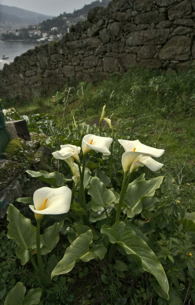 fleurs typiques de Galice