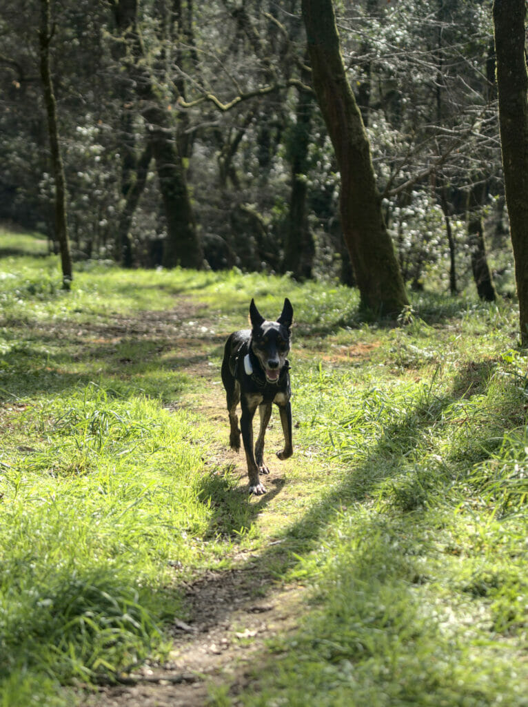 podenco espagne