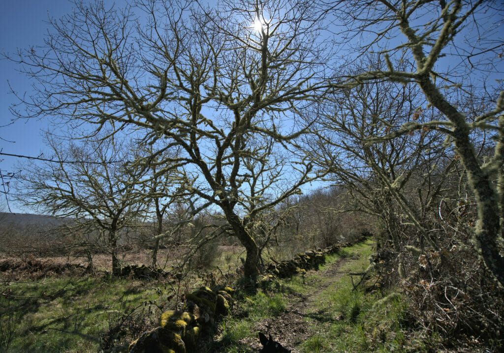 arbre dans la campagne de la ribeira sacra