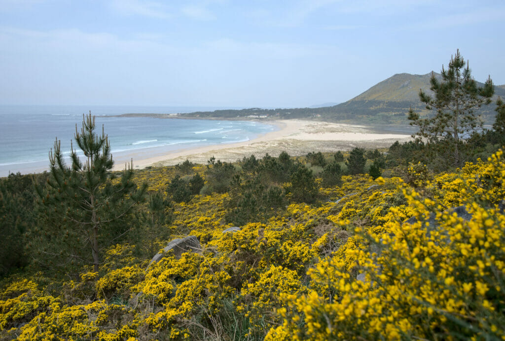 plage et ajoncs