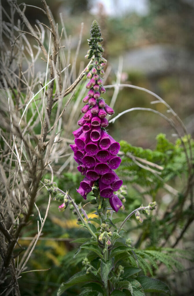 fleur en galice