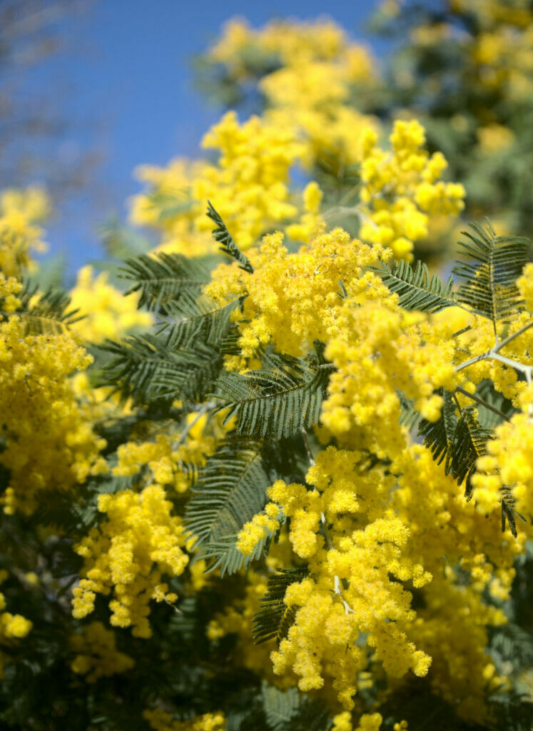 arbres en fleurs Galice