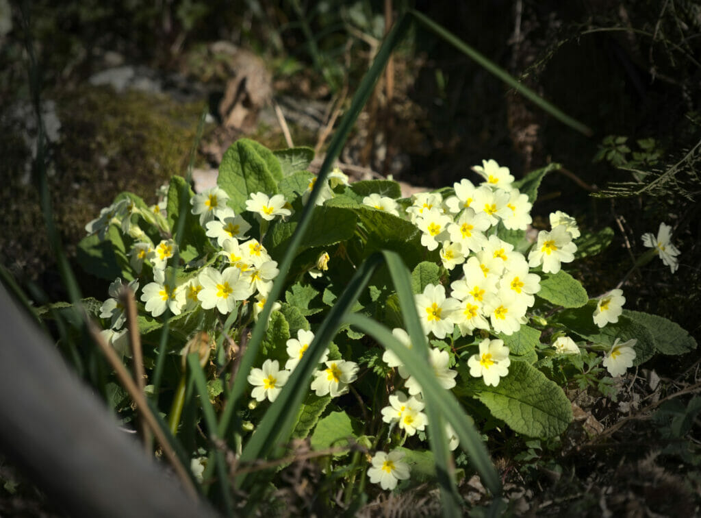 fleurs du printemps en Galice