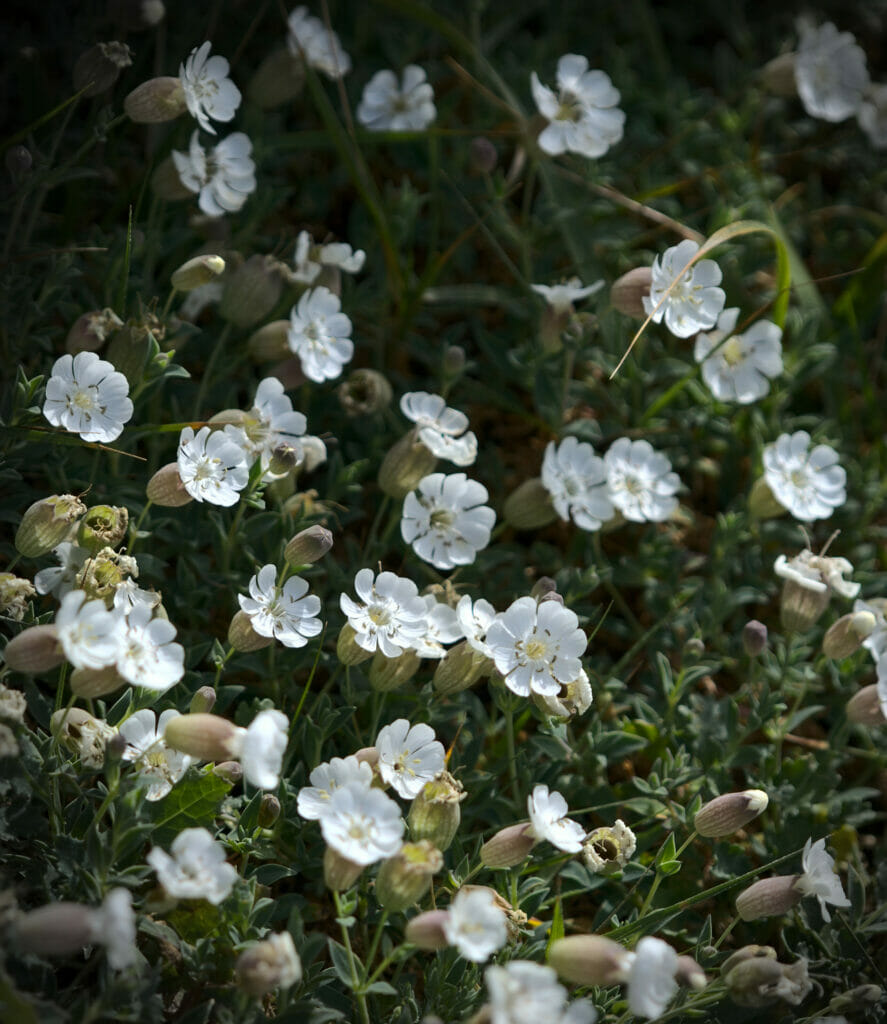 fleur en galice