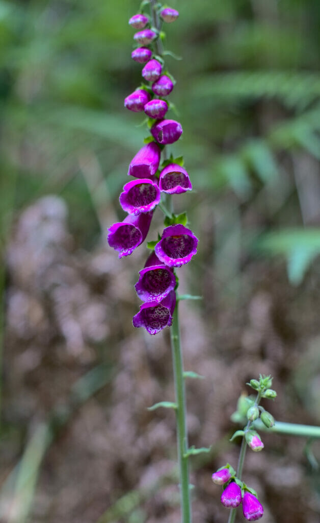 de jolies fleurs à Fragas do Eume