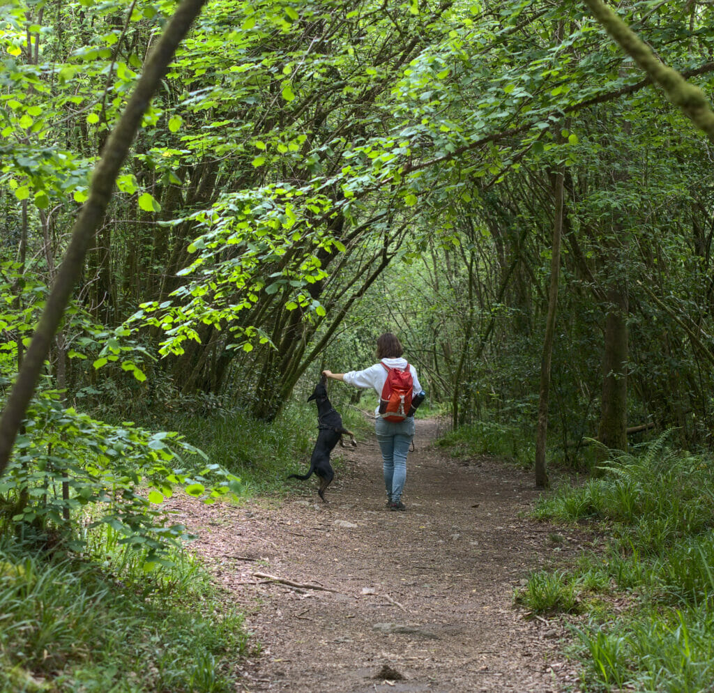 Winchy dans la forêt de Eume