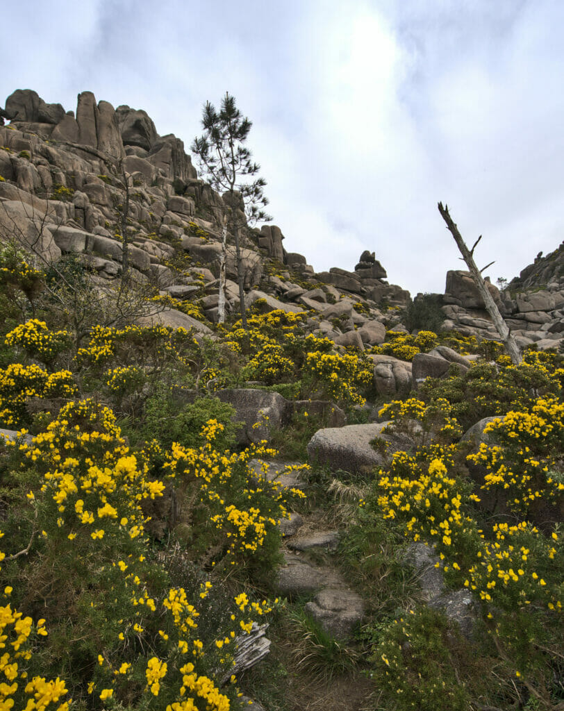 vegetation au monte pindo