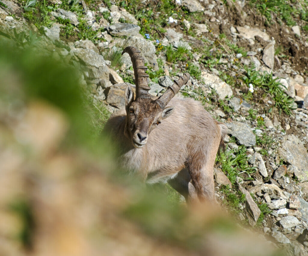 bouquetin dans les grisons