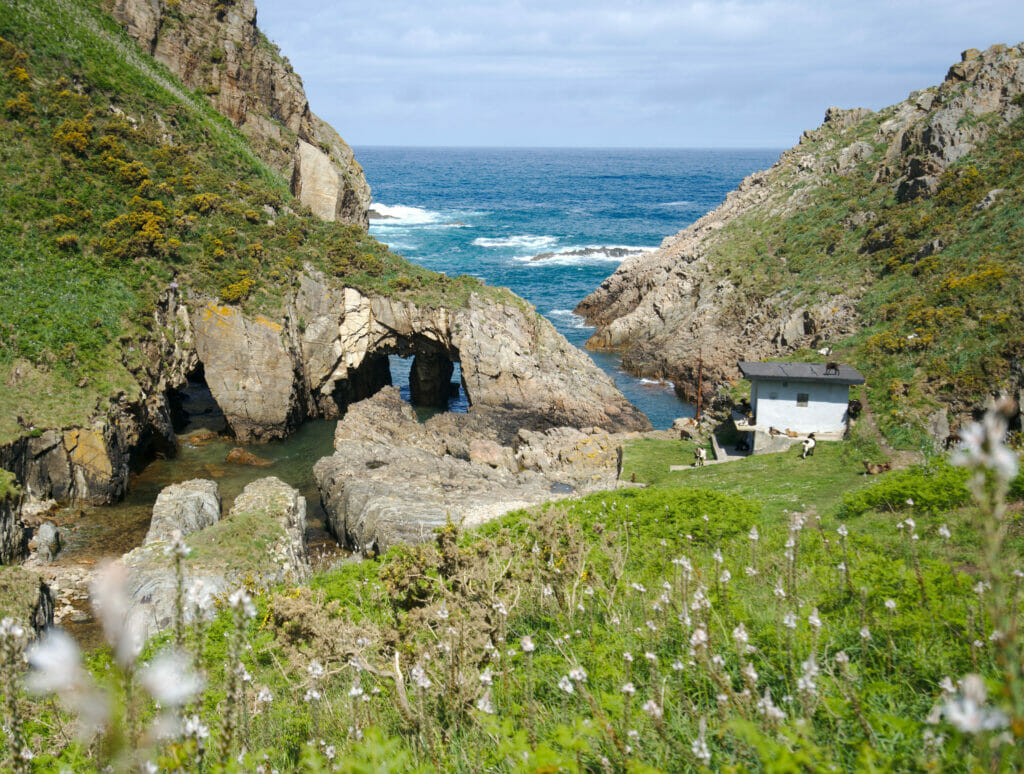 chèvres asturies