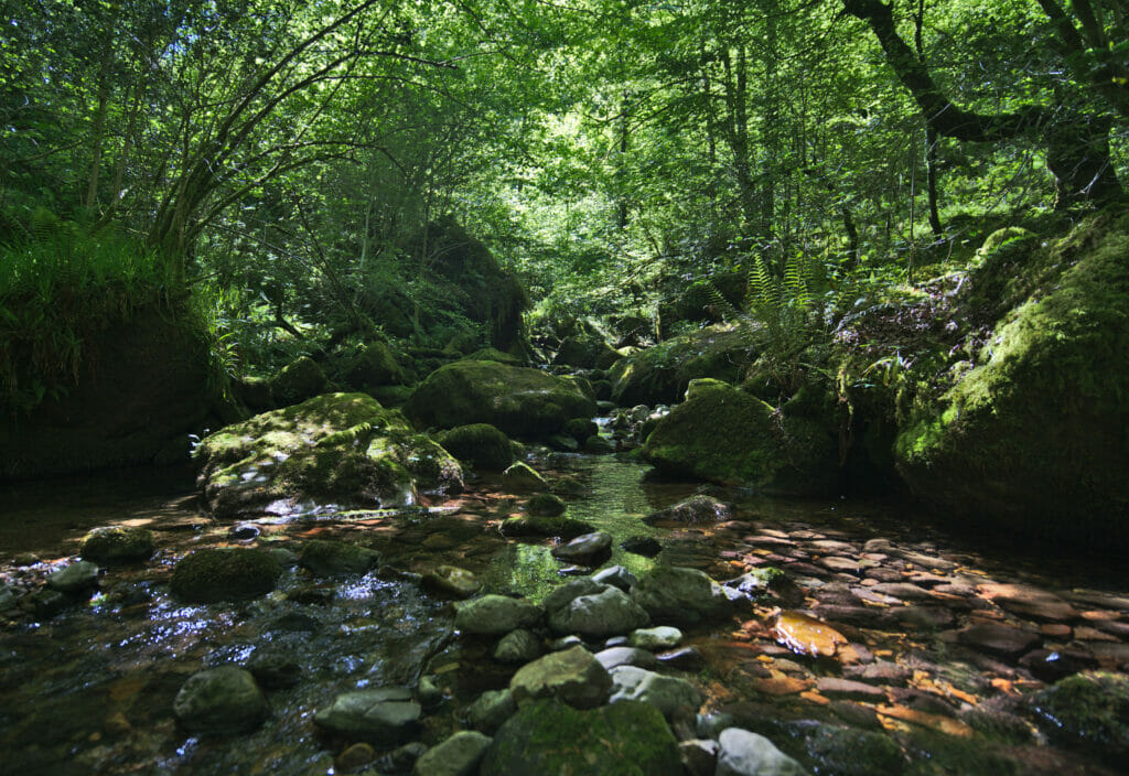 foret asturies