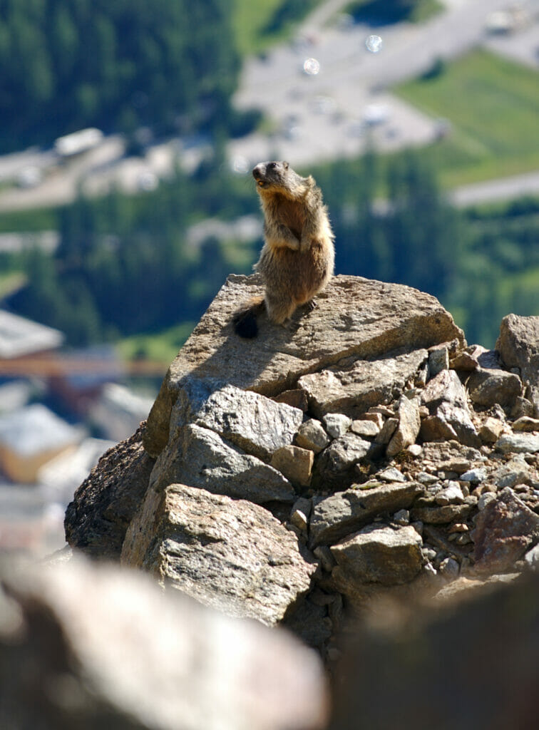 marmottes grisons