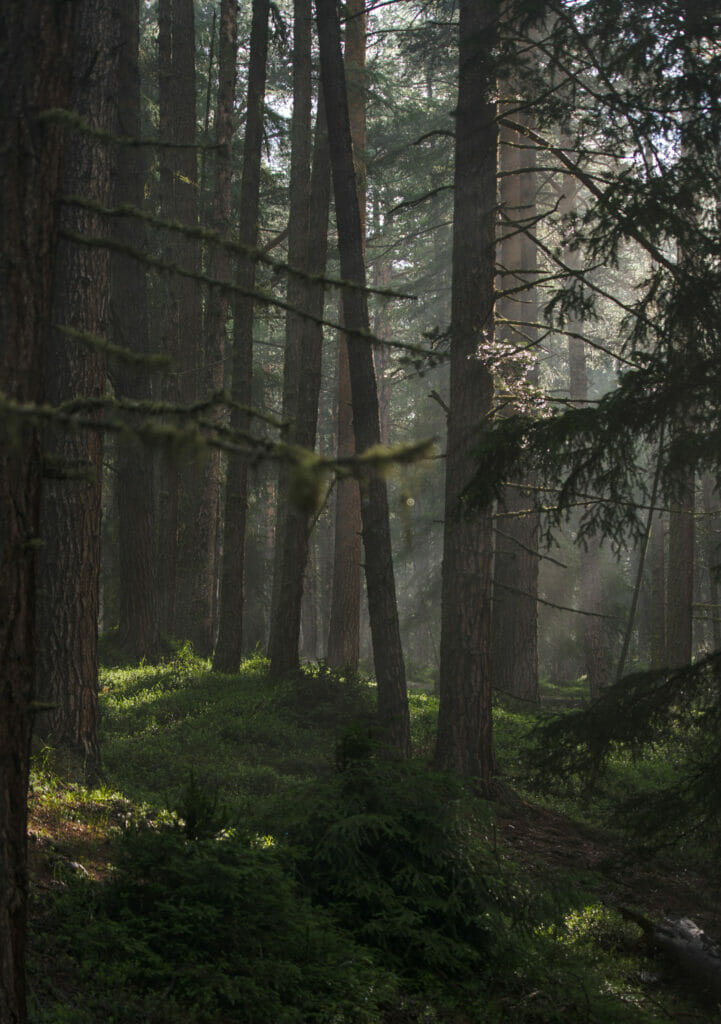 brume dans la forêt