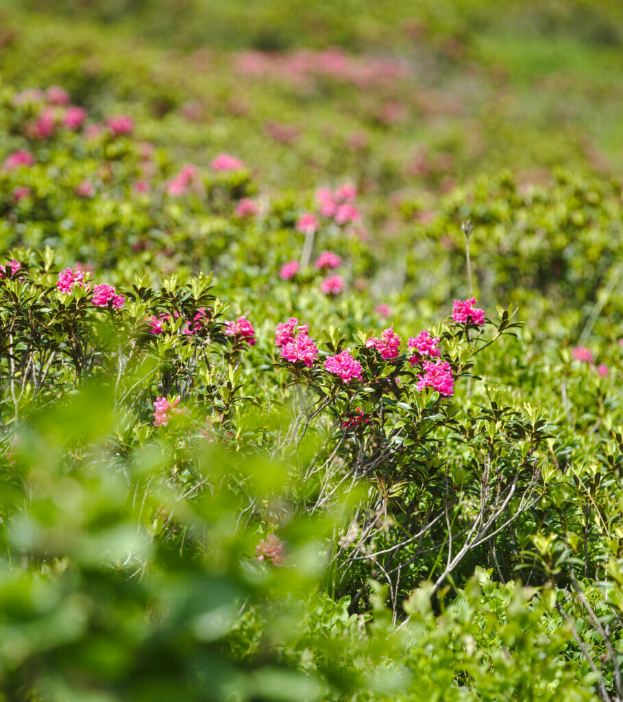 fleurs grisons