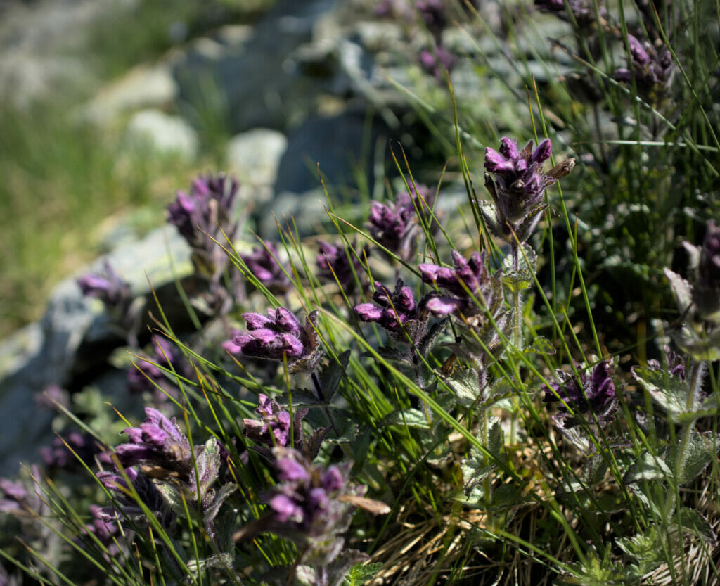 bartsies des alpes