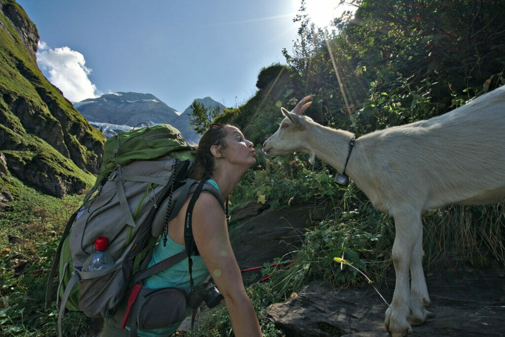 les chèvres des Dents du Midi